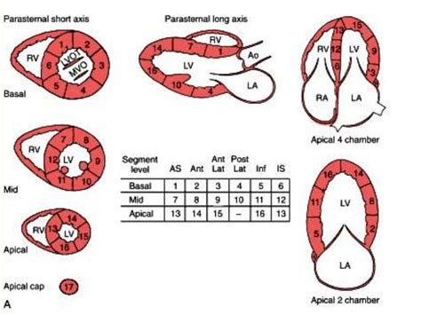 lv segments on echo|how to assess lv function.